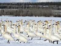 Vanderhoof swans March 16 18 9171